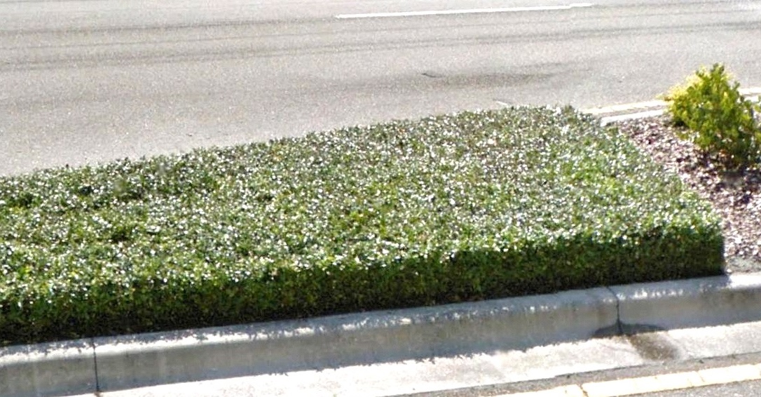 Grounds Palmer Ranch Master Association Asiatic Jasmine Has Been Grown As A Ground Cover In Florida