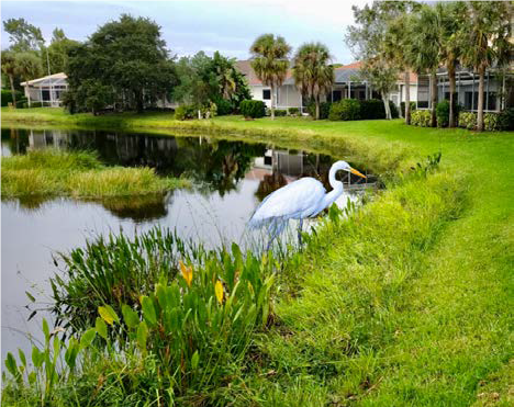 create a pond buffer zone