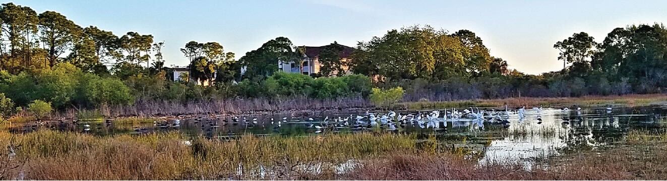 birds pay an early morning visit to a large retention pond in stoneybrook golf and country club