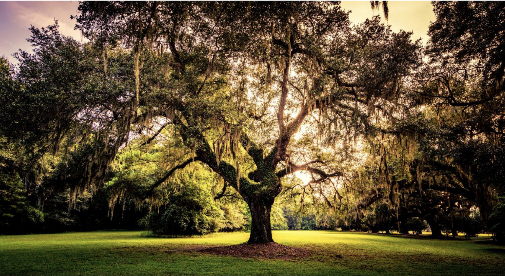 majestic live oak tree